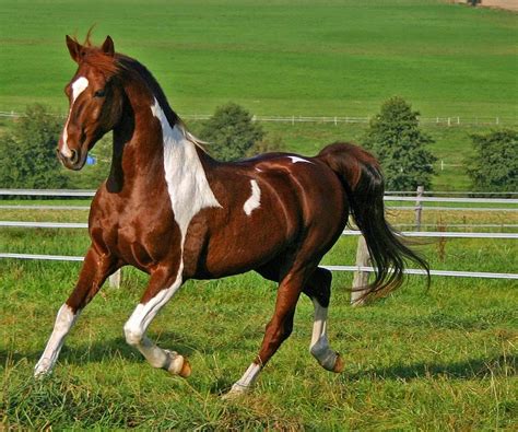 caballos mas bonitos del mundo